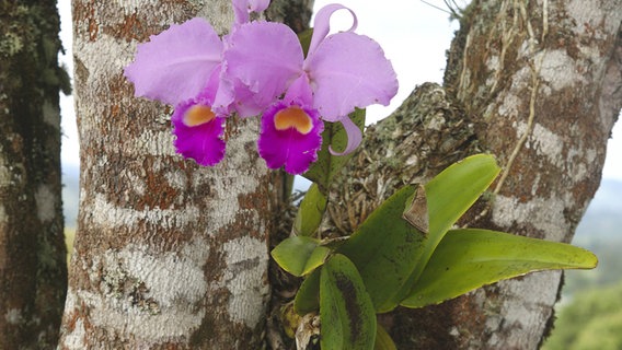 Eine Orchidee wächst auf einem Baum © picture alliance / blickwinkel Foto: F. Neukirchen