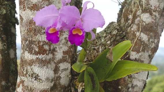 Eine Orchidee wächst auf einem Baum Eine Orchidee wächst auf einem Baum © picture alliance / blickwinkel Foto: F. Neukirchen
