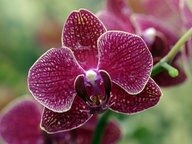 Wie lange blühen orchideen