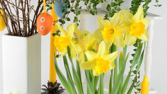 Blühende Osterglocken neben einer Vase mit Oster-Zweigen © Colourbox Foto: -