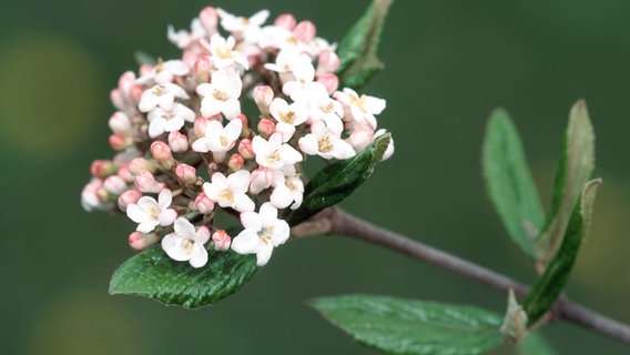 Blüte des Osterschneeballs © picture alliance/WILDLIFE Foto: WILDLIFE/D.Harms