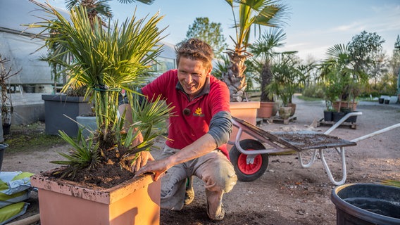 Peter Rasch hat eine Palme in einen größeren Topf eingepflanzt. © NDR Foto: Udo Tanzke