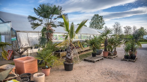 Palmen in Töpfen stehen vor einem Gewächshaus © NDR Foto: Udo Tanzke