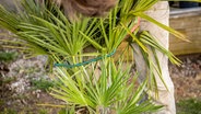 Eine Palme ist zusammengebunden © NDR Foto: Udo Tanske