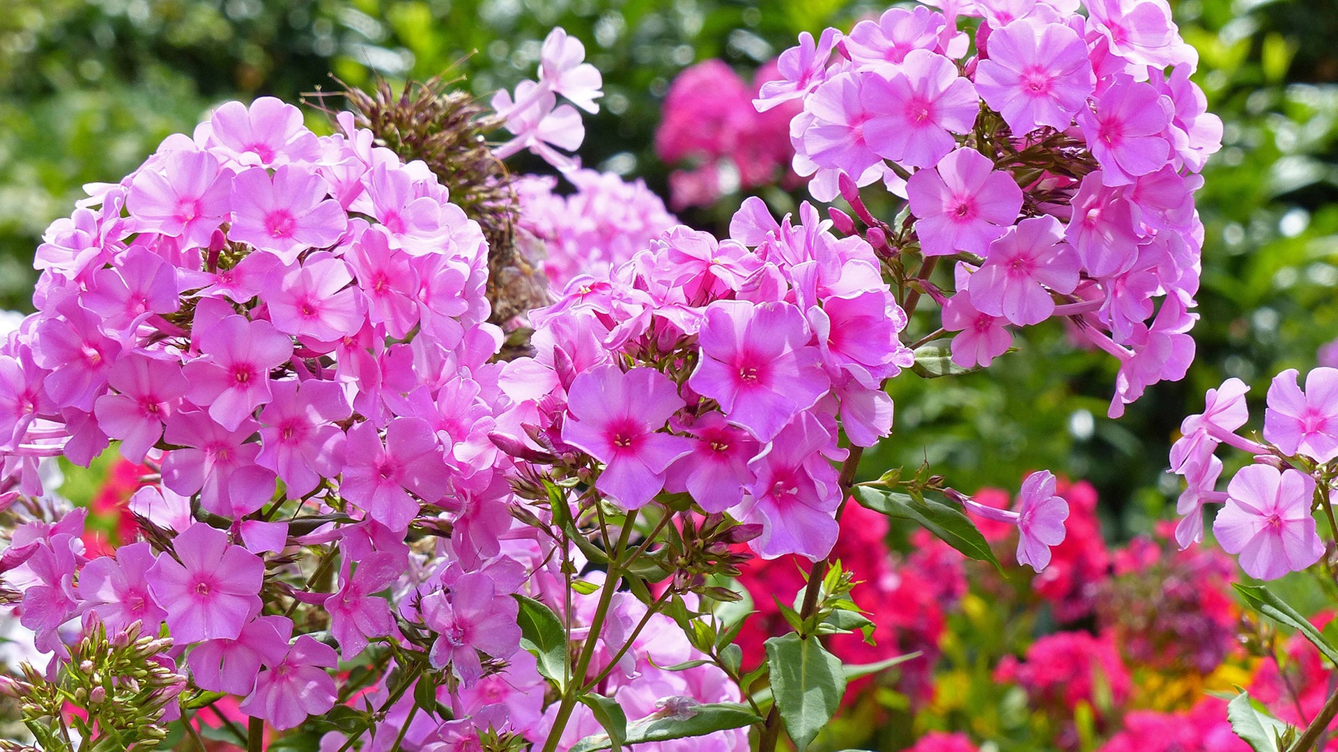 Phlox pflanzen: Blütenpracht bis zum ersten Frost | NDR.de - Ratgeber - Garten - Zierpflanzen