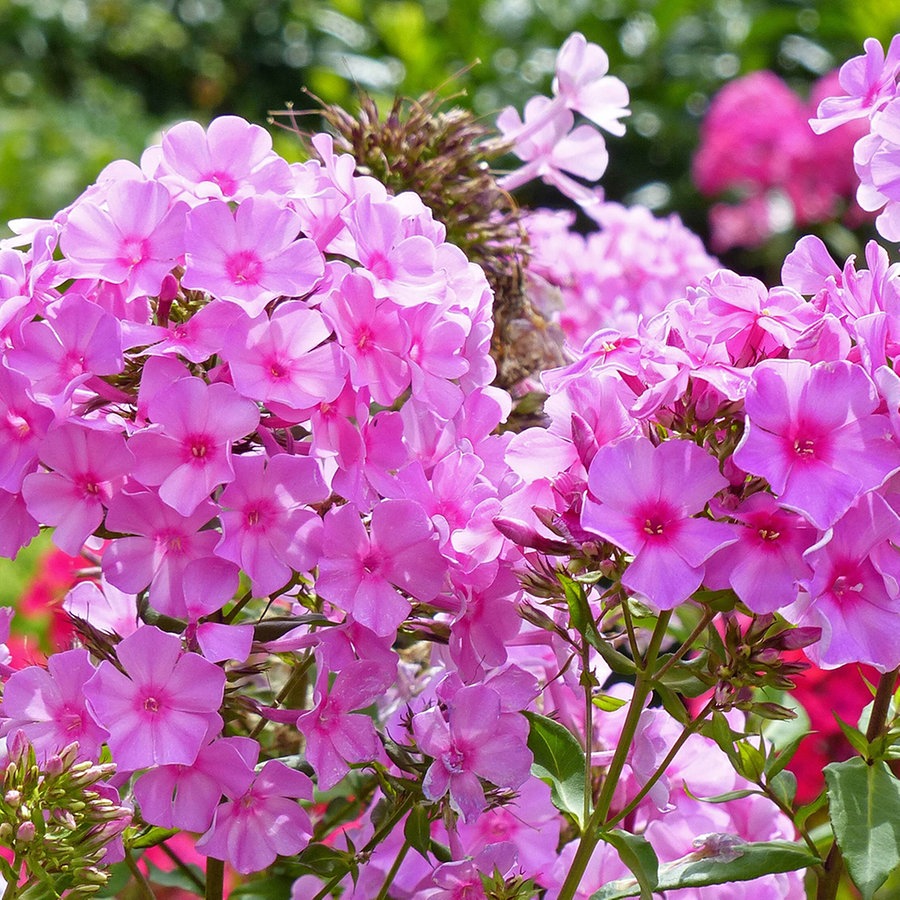 Phlox Blume Weiss