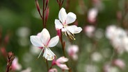 Blüten einer Prachtkerze © picture alliance / dpa Themendienst Foto: Andrea Warnecke
