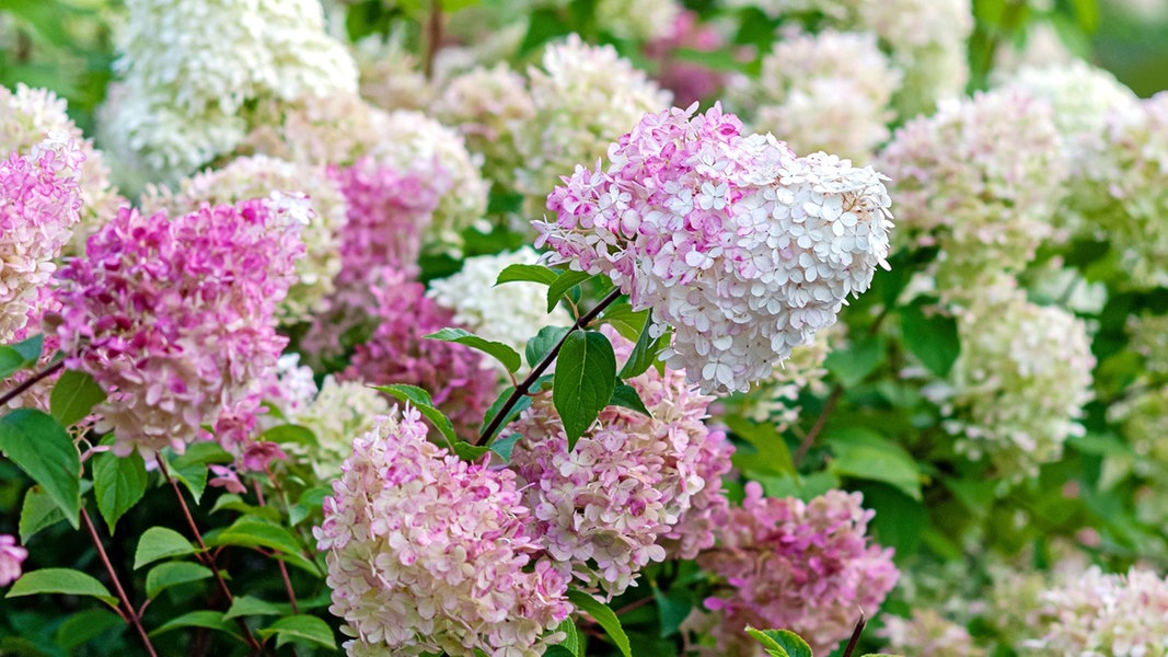 Rispenhortensie