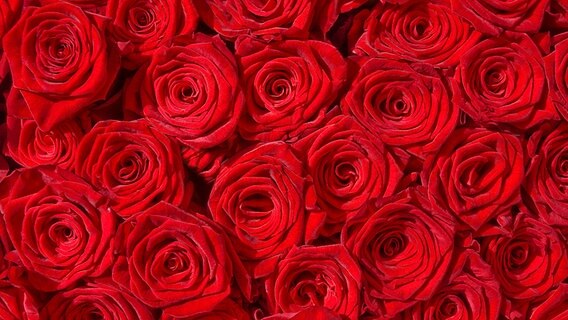 Viele rote Rosen nebeneinander © Fotolia Foto: Subscription XL