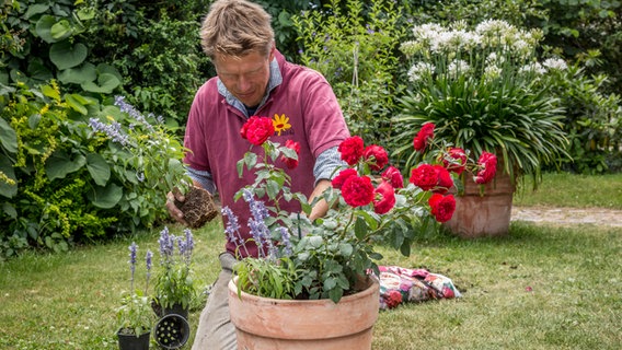 Peter Rasch bepflanzt den Rand eines Rosenkübels mit Salbei © NDR Foto: Udo Tanske