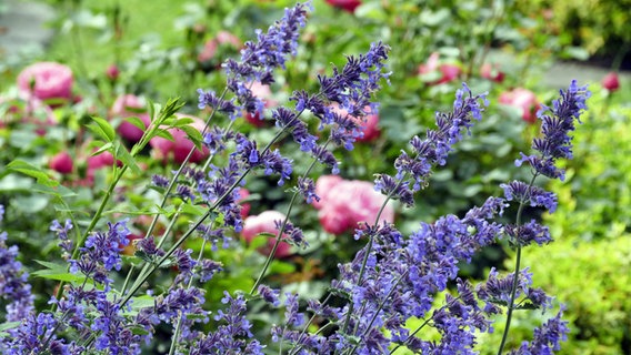 Blaue Katzenminze und rosafarben blühende Rosen in einem Beet © imago/blickwinkel 