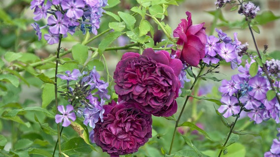 Blühende Rosen und Phlox in einem Beet © imago/blickwinkel 