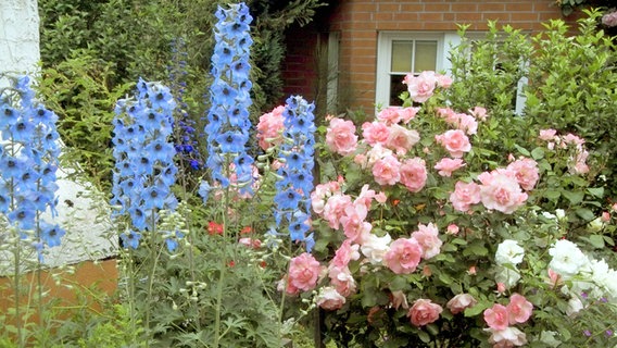 Blau blühender Rittersporn und rosa blühende Rosen in einem Beet © imago Foto: Margit Brettmann
