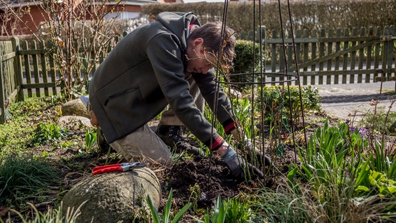 Peter Rasch kniet auf dem Boden vor einer Beetrose, mit der Gartenschere in der Hand. © NDR Foto: Udo Tanske