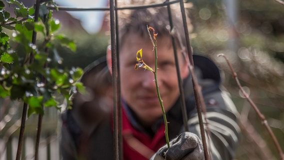 Peter Rasch hält einen sehr dünnen Rosenzweig in der Hand. © NDR Foto: Udo Tanske