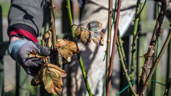 Vertrocknete, alte Blätter werden von einem Rosenstrauch entfernt. © NDR Foto: Udo Tanske