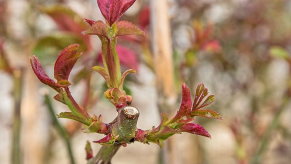 Junge Triebe an einer zurückgeschnittenen Rose. © imago Foto: Michael Eichhammer