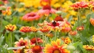 Eine Hummel sitzt auf einer Sonnenhut-Blüte (Rudbeckia) © NDR Foto: Claudia Timmann