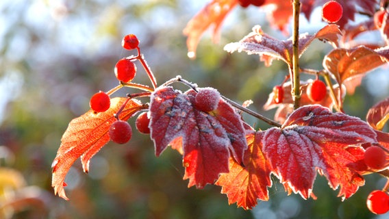 Ein Gewöhnlicher Schneeball mit rotem Laub und gefrorenen Beeren © imago images / imagebroker 