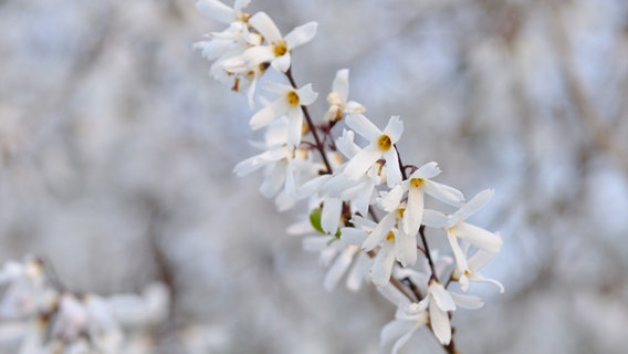 Weiß blühende Schnee-Forsythie. © picture alliance / botanikfoto Foto: Steffen Hauser