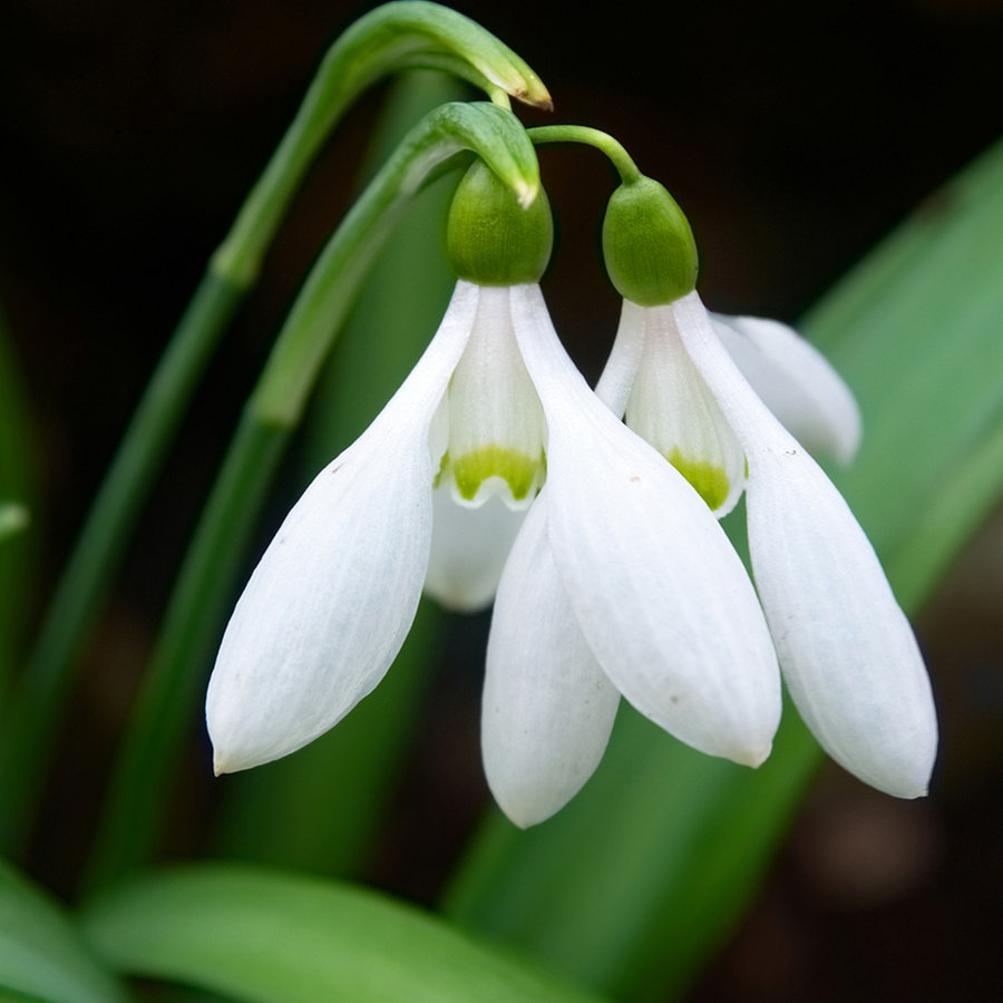Schneeglöckchen: Zarte Frühlingsboten pflanzen | NDR.de - Ratgeber - Garten  - Zierpflanzen