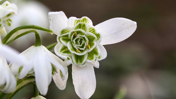 Schneeglöckchen (Galanthus nivalis 'Flore Pleno') © picture alliance / blickwinkel/AGAMI/W. Leurs | AGAMI/W. Leurs 