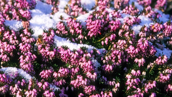 Rosa Schneeheide ragt aus dem Schnee auf. © imago/blickwinkel 