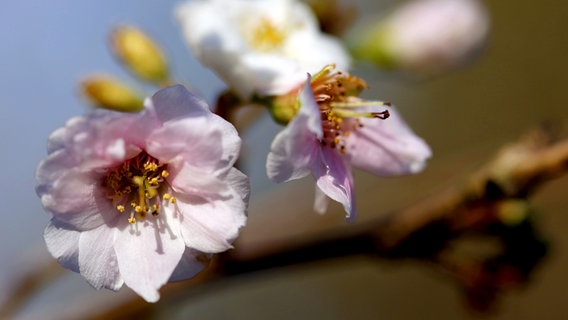 Diese Pflanzen Bluhen Auch Im Winter Ndr De Ratgeber Garten