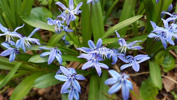 Scilla © imago/Manfred Ruckszio Foto: Manfred Ruckszio