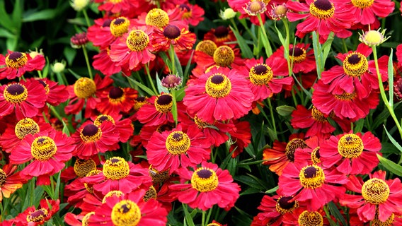 Hellrote Blüten von Sonnenbraut © picture alliance / blickwinkel Foto: W. Layer