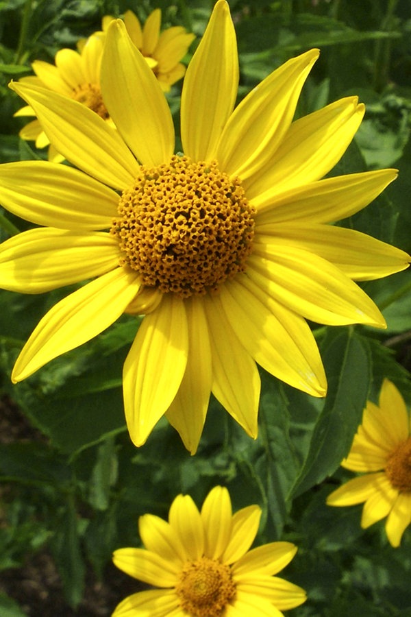 Stauden Sonnenblumen Pflanzen Und Pflegen Ndr De Ratgeber Garten