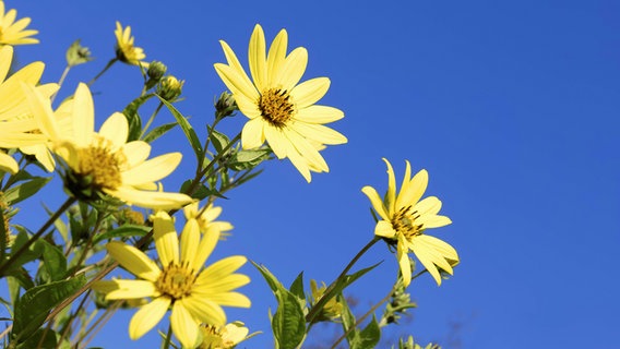 Blühende Stauden-Sonnenblumen © imago images / imagebroker 