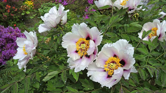 Blüten einer Strauch-Pfingstrose der Wildart "Paeonia rockii" © imago images / blickwinkel 