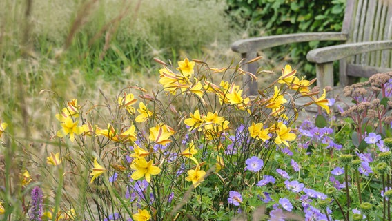 Gelbe Taglilien und Storchschnabel © imago/blickwinkel 