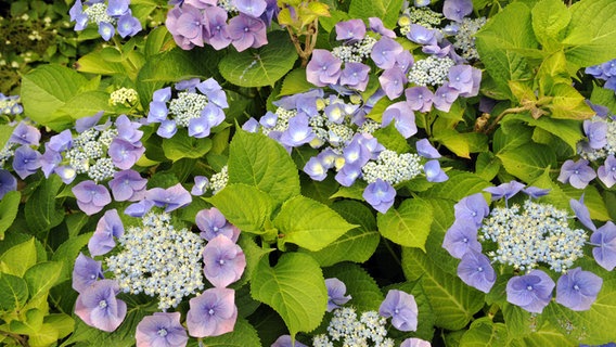 Blau blühende Tellerhortensie der Sorte Blue Bonnet. © imago Foto: Harald Lange