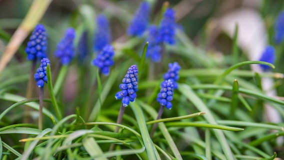 Blau blühende Traubenhyazinthe © imago images / Shotshop 