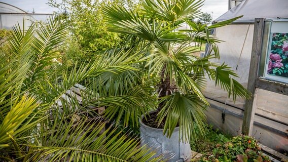 Palmen stehen vor einem Gewächshaus. © NDR Foto: Udo Tanske