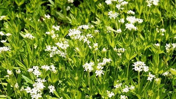 Waldmeister mit weißen Blüten © imago images Foto: Manfred Ruckszio