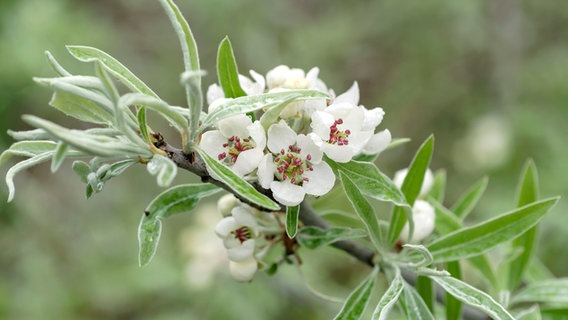 Blüten einer Weidenblättrigen Birne © picture alliance / Bildagentur-online/McPhoto-Muell | Bildagentur-online/McPhoto-Mueller 