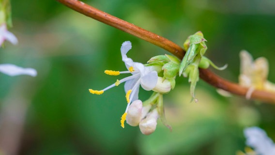 Blüte der Winter-Heckenkirsche © imago images/Nature Picture Library 