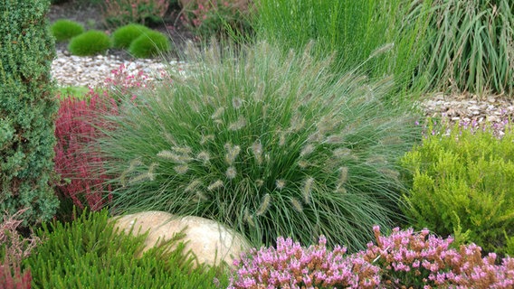 Pennisetum grass and heather in a garden © imago images / blickwinkel 
