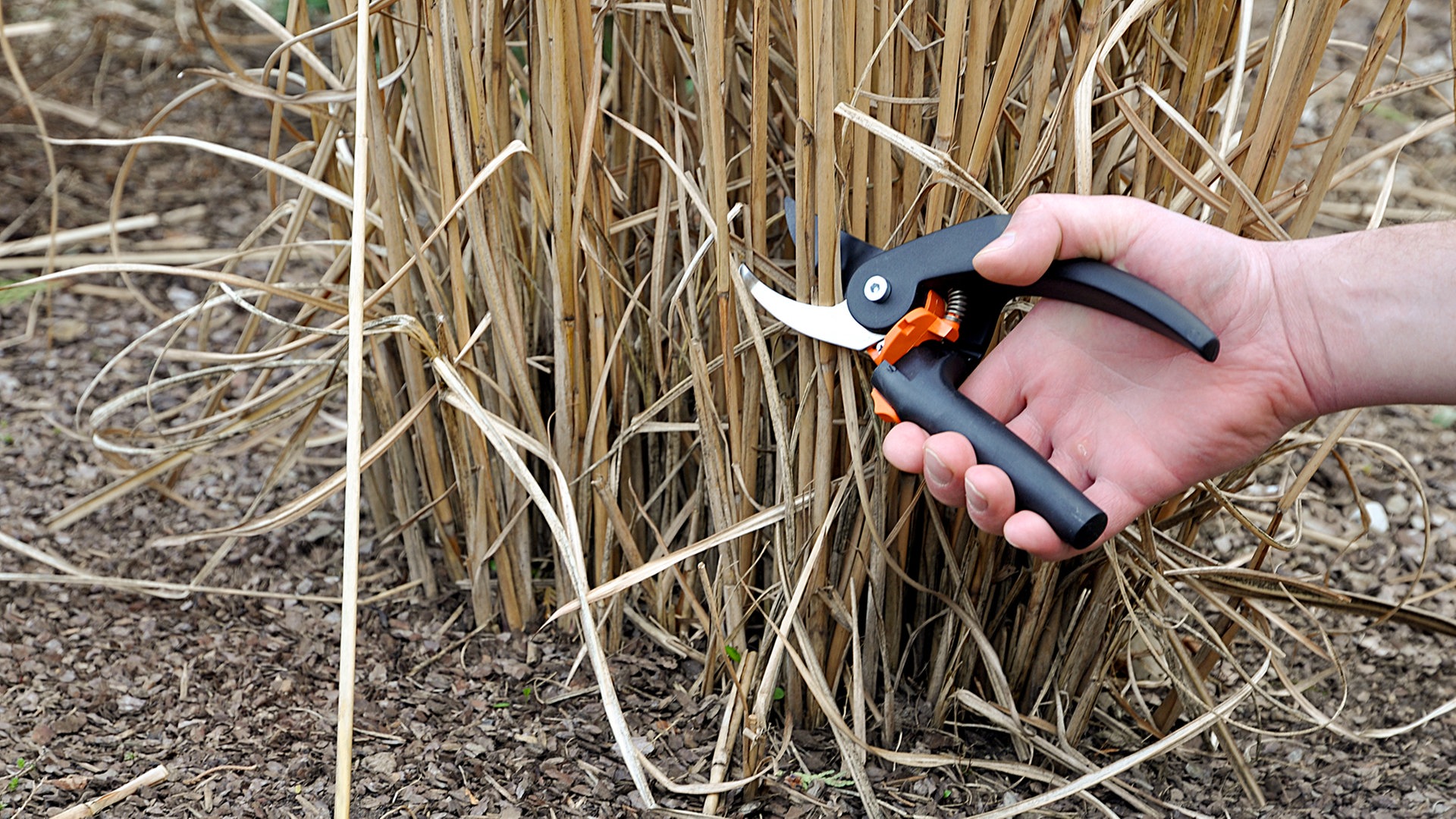 Gräser schneiden: Am besten vor dem Frühling | NDR.de - Ratgeber - Garten -  Zierpflanzen