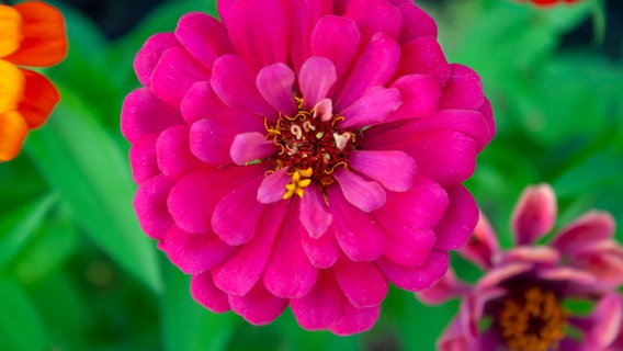 Purple flowering zinnia © Colourbox photo : -