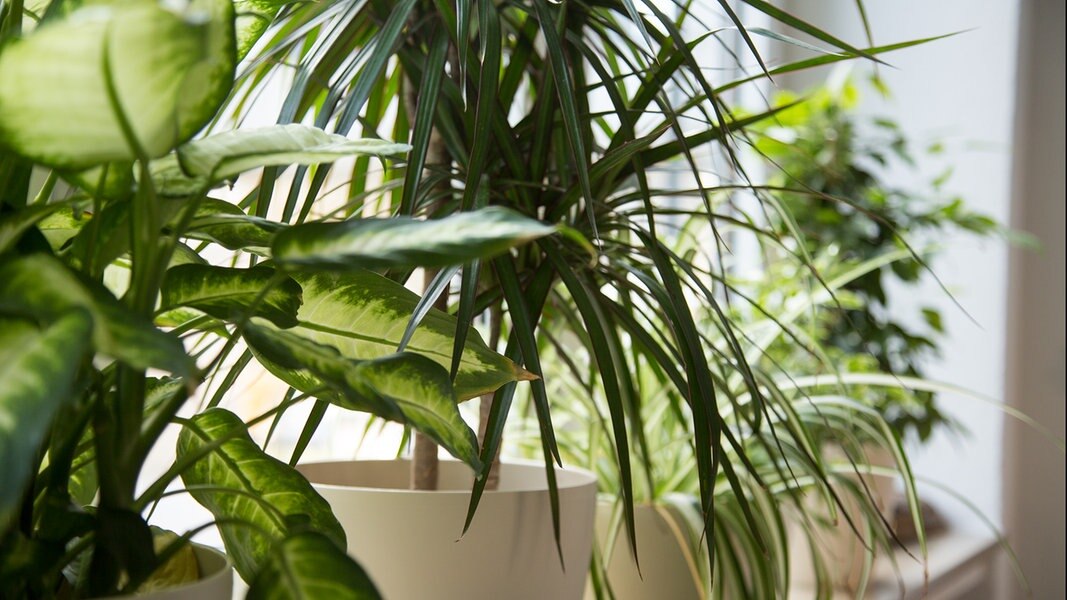 Hamburgplanten Hamburgplanten