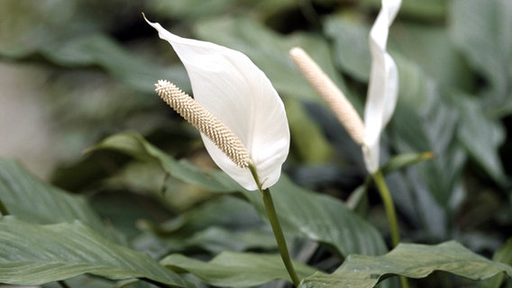 Einblatt mit weißer Blüte © imago images / blickwinkel 