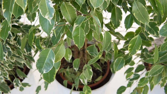 Eine Birkenfeige (Ficus benjamina) © picture alliance / dpa Themendienst Foto: Andrea Warnecke