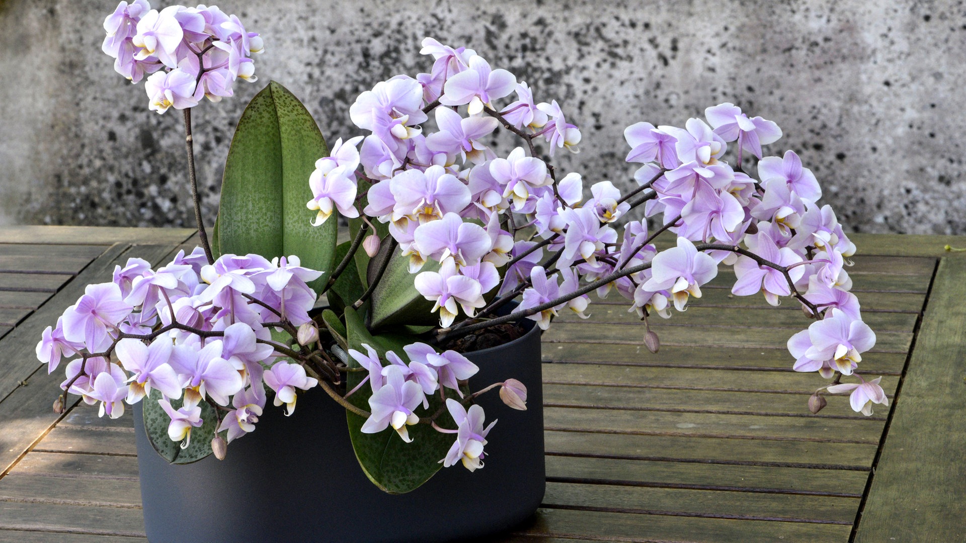 Orchideen im Winter richtig pflegen | NDR.de - Ratgeber - Garten -  Zimmerpflanzen