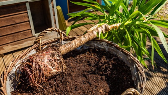 Eine Yucca-Palme wird umgetopft. © NDR Foto: Udo Tanske