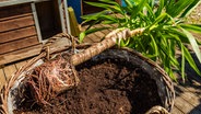 Eine Yucca-Palme wird umgetopft. © NDR Foto: Udo Tanske