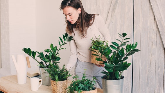 Frau mit diversen Zimmerpflanzen in Übertöpfen. © fotolia Foto: mashiki